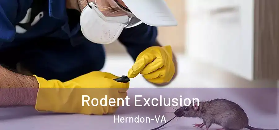  Rodent Exclusion Herndon-VA