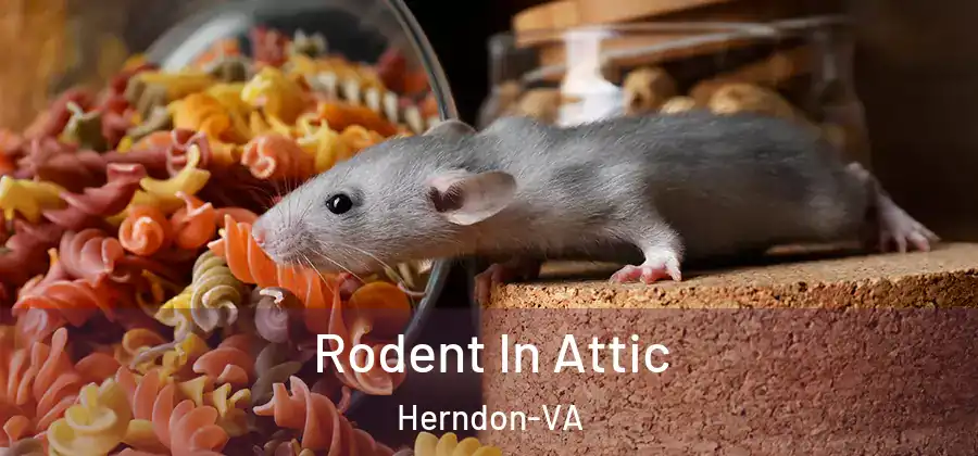  Rodent In Attic Herndon-VA