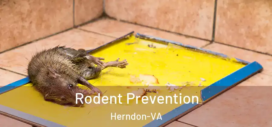  Rodent Prevention Herndon-VA