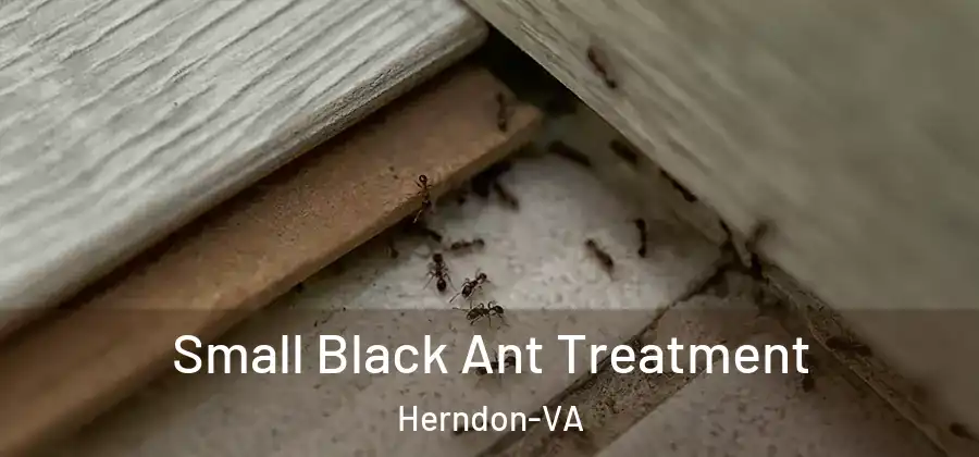 Small Black Ant Treatment Herndon-VA
