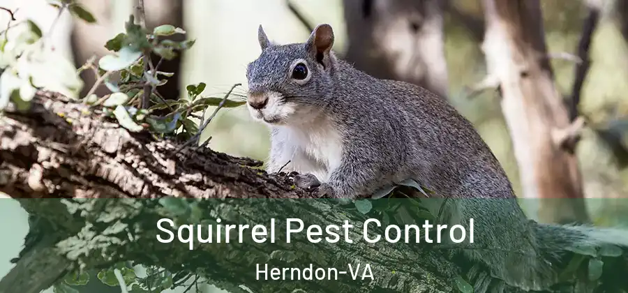  Squirrel Pest Control Herndon-VA