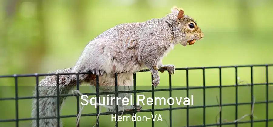  Squirrel Removal Herndon-VA