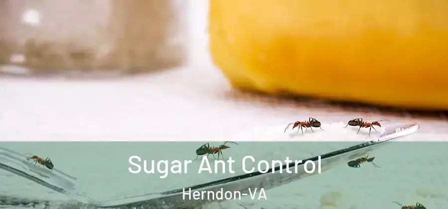  Sugar Ant Control Herndon-VA