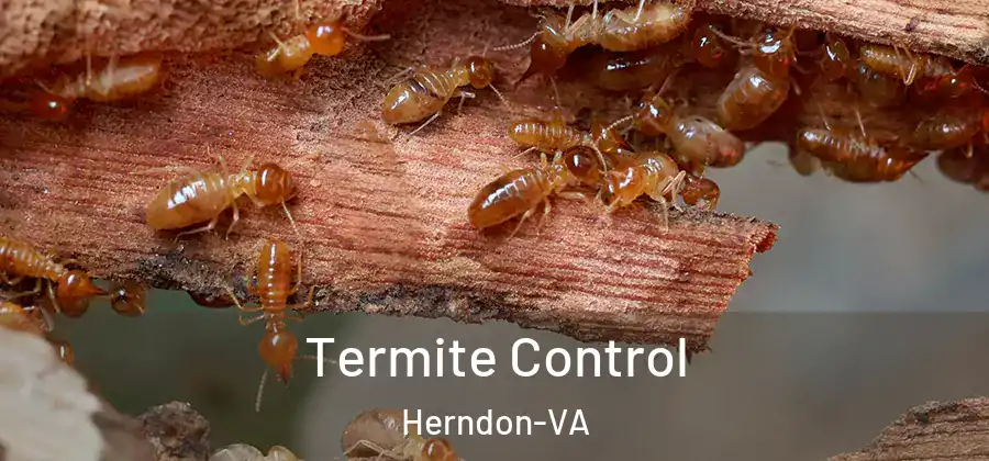 Termite Control Herndon-VA