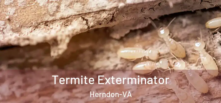 Termite Exterminator Herndon-VA