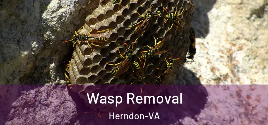  Wasp Removal Herndon-VA
