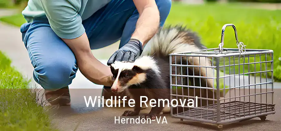  Wildlife Removal Herndon-VA