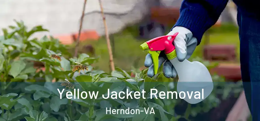  Yellow Jacket Removal Herndon-VA